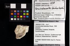 Foto (Objket + Etiketten) von Goniodromites bidentatus (Reuss, 1859) 